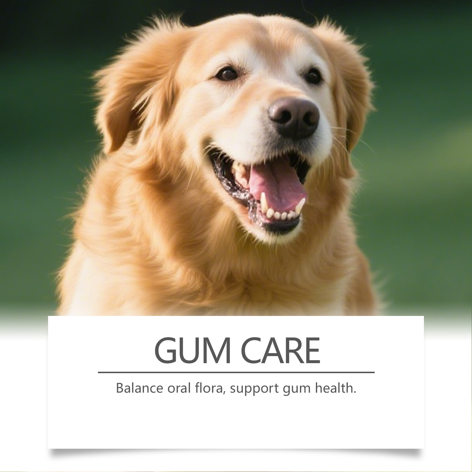 Pó para Cuidado Dental de Cães - Teeth Whitening Powder avaliação e preço